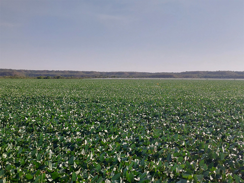 Campo